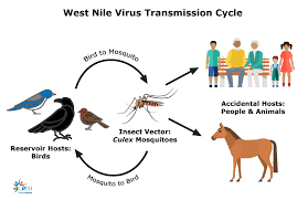west nile disease