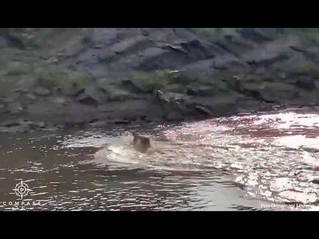 When Crocodiles surrounds a lonely Lion (Viral Video)