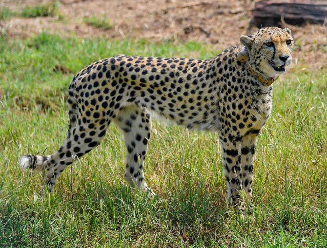 The Cheetah brings good news to the Kuno National Park