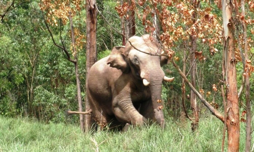 Ari komban, the wild elephant spotted in Cumbum town in Tamil Nadu