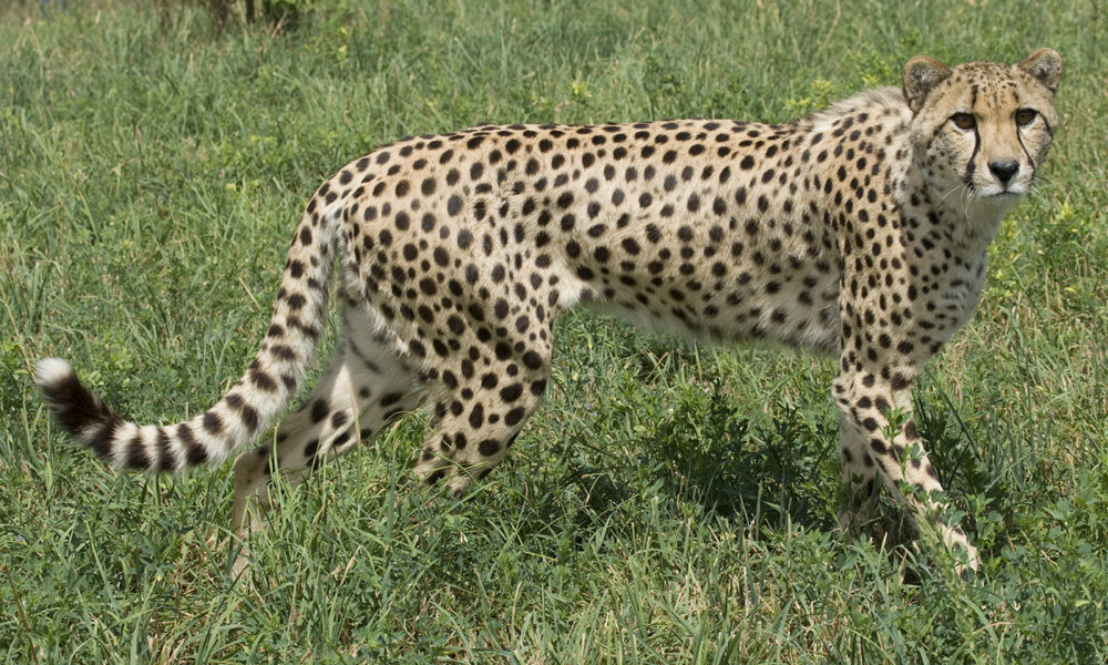 cheetah in india kuno park