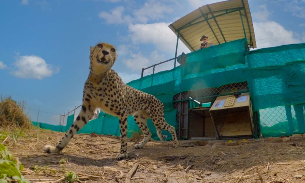 There are now six cheetahs in the wild after the release of two males and one female at MP Kuno National Park