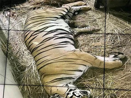 Delhi Zoo: A Royal Bengal Tiger gives birth to cubs after 18 years