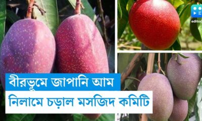 One Miyazaki Mango sold at Rs. 10,600 in Birbhum, West Bengal (Video)