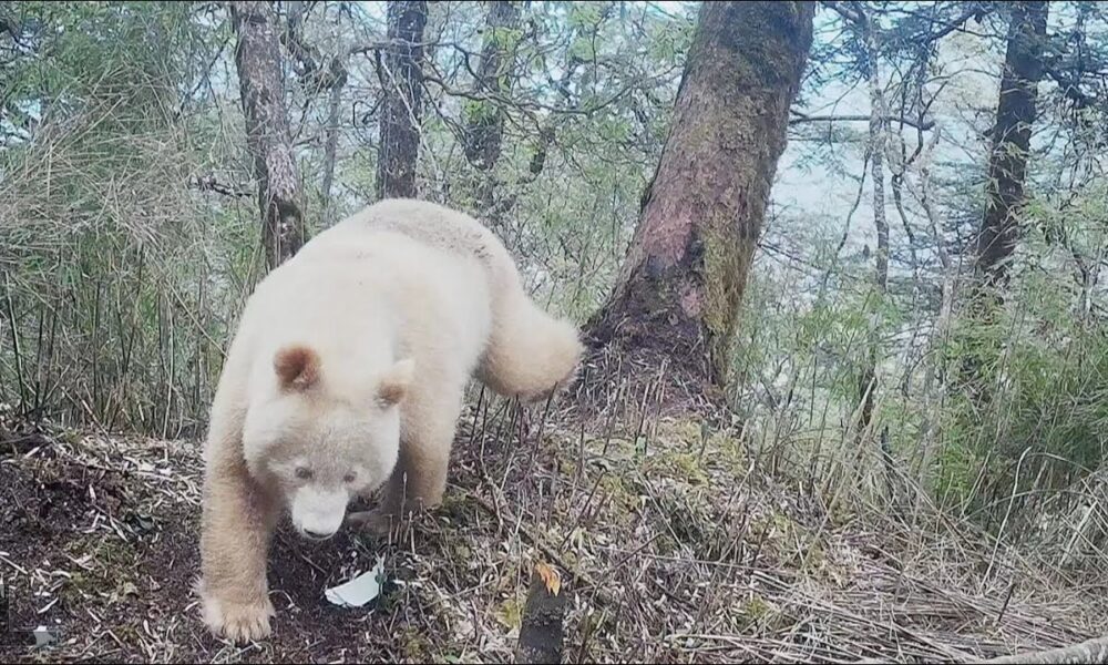 All white Panda in Wolong Nature Reserve