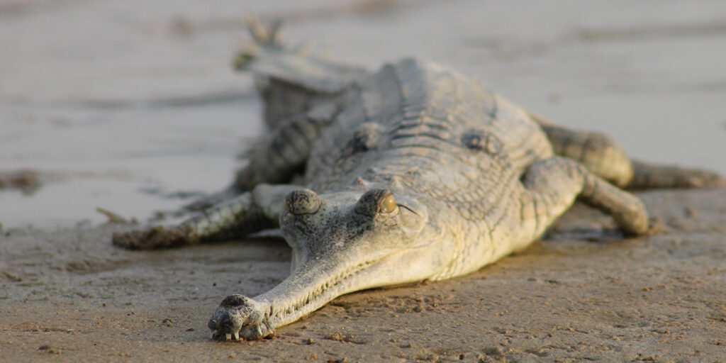 gharial from india