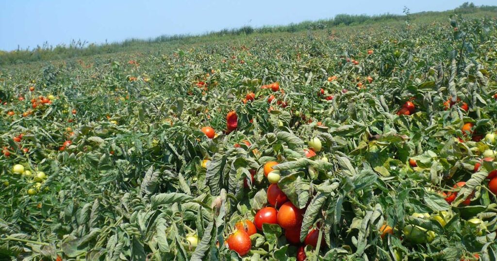 tomato field india