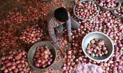 Nepal faces onion shortage after India imposes 40% export duty