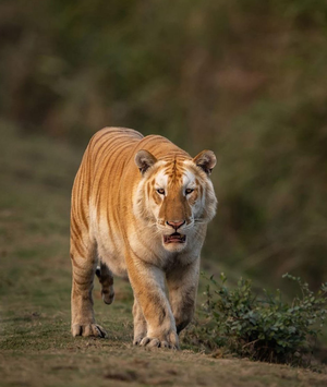 Boy mauled to death by tiger in UP's Pilibhit