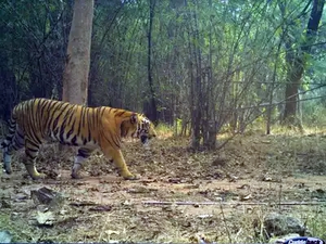 Telangana forest department denies tiger sighting in Nalgonda district