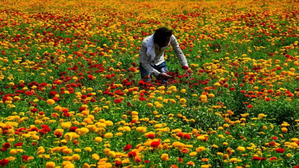 To boost farmers’ income CSIR-NBRI to combine floriculture, apiculture