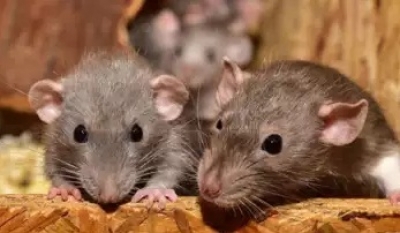 Rats bite patient at government hospital in Telangana