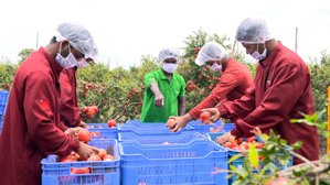 In a first, India exports pomegranates by sea to USA