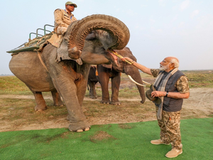 Lakhimai, Pradyumna and Phoolmai: 3 elephants whom PM Modi fed sugarcane during jungle safari (Ld)