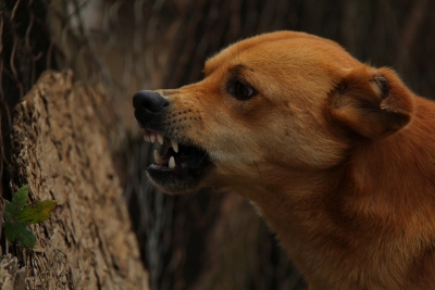 Mad dog bites 17 people in J&K’s Baramulla