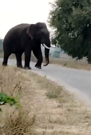 Man killed by wild elephant in northern Laos