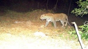 TN forest dept intensifies search for leopard in TN's Mayiladuthurai after pug marks detected