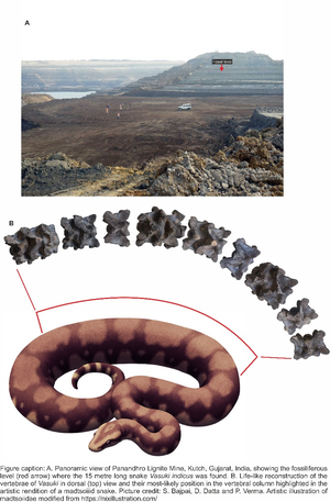 IIT Roorkee team finds giant ancient snake fossil in Gujarat