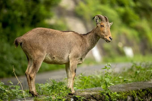 Three-day census of endangered Nilgiri tahr begins on April 29