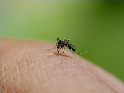 Bali suggests foreign tourists get dengue fever vaccines amid increasing cases