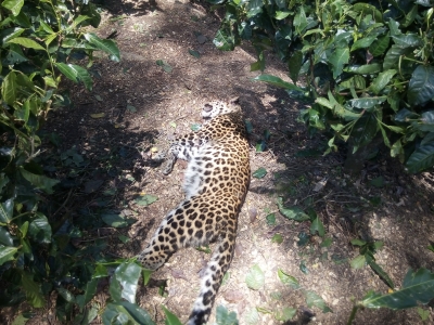 Man-eater leopard killed in J&K's Budgam District