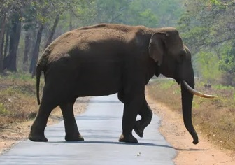 To check human-animal conflict, water troughs to be placed in TN forest areas