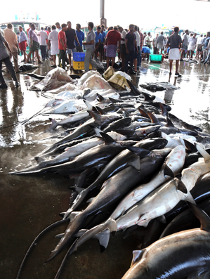 India and Oman to jointly undertake research on sharks and rays in
 Arabian Sea