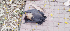 Bats drop dead as heatwave intensifies in UP’s Kanpur