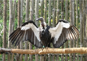 World's first Asian King vulture conservation centre in UP