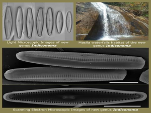 Researchers discover new oxygen producing algae in river of Eastern Ghats