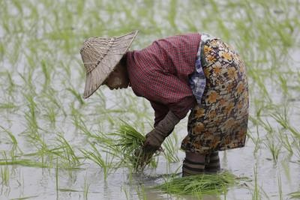 Myanmar exports over 700,000 tonnes of beans, pulses in April-July