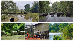 Wild animals at Kaziranga National Park bear the brunt of floods