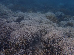 Coral bleaching detected in waters around Taiwan due to heat wave