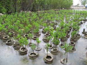 Agra set to plant over 54 lakh trees today in massive afforestation drive