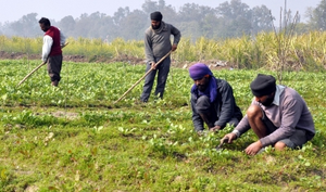 Farm sector gets boost as Agri Infra Fund mobilises Rs 73,194 crore: Eco Survey