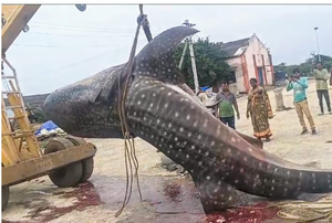 Andhra fishermen catch giant fish