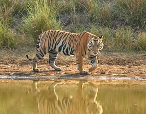 Tiger population on the rise at Valmikinagar Tiger Reserve