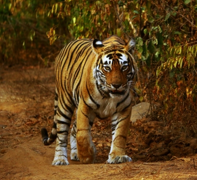 Man devoured by tiger in UP