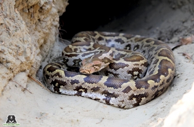 Two years after 'protected' python swallows hens, Kerala farmer gets Rs 2,000 in compensation