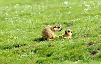 Mongolian province reintroduces 25 marmots to preserve ecological balance