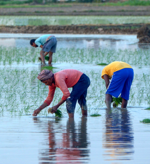 Budget gives big boost to agriculture sector