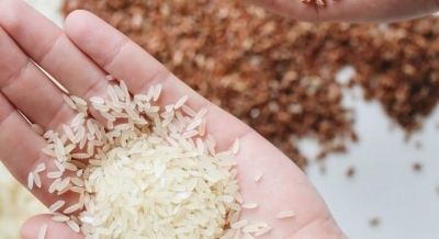 Thailand lifts 2024 rice export projection to 8.2 million tonnes