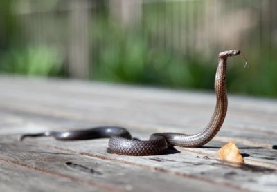 Woman bitten by snake in state-run Kerala hospital