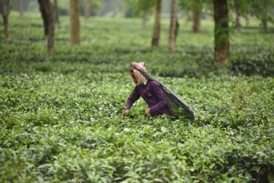 Sri Lankan president underscores need to promote Ceylon tea brand