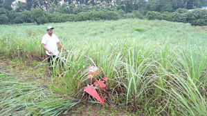 CMFRI set to revive yesteryear's money-spinning lemon grass cultivation in Kerala