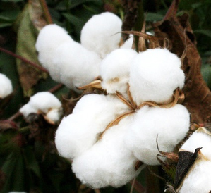 Bt cotton yielded high income for farmers: Union Minister