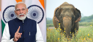 World Elephant Day: PM Modi reaffirms commitment to conserve tuskers, their habitat