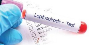 Leptospirosis cases continue to rise in Philippines, breaching 2,000