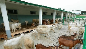 Russia sends hundreds of goats to North Korea amid deepening bilateral ties