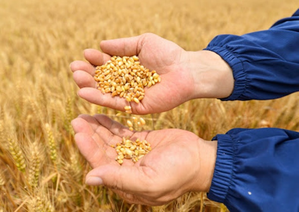 ASEAN, BRICS members discuss food security in Singapore